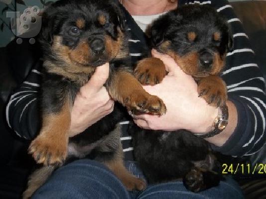 PoulaTo: Γενεαλογικό κουτάβια Rottweiler