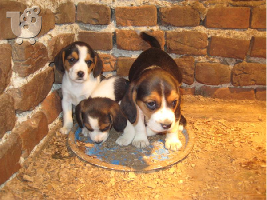 PoulaTo: Πωλουνται BEAGLE