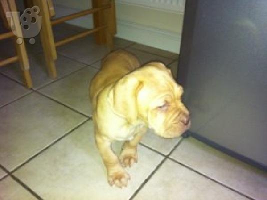 PoulaTo: Όμορφο κουτάβι Dogue de Bordeaux 10 εβδομάδων