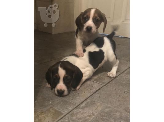 PoulaTo: Beagle κουτάβια διαθέσιμα προς πώληση