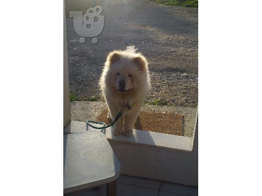 ΖΗΤΗΤΑΙ ΘΗΛΥΚΌ CHOW-CHOW ΓΙΑ ΖΕΥΓΆΡΩΜΑ