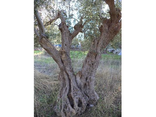 πώληση ελαιόδεντρων