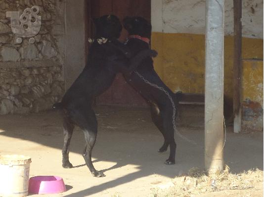 CANE CORSO