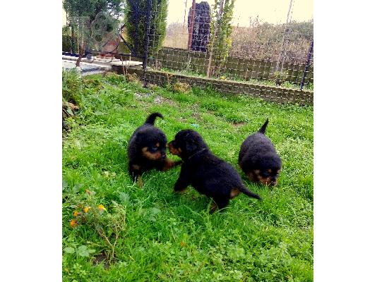 Διαθεσιμα κουταβια rottweiler