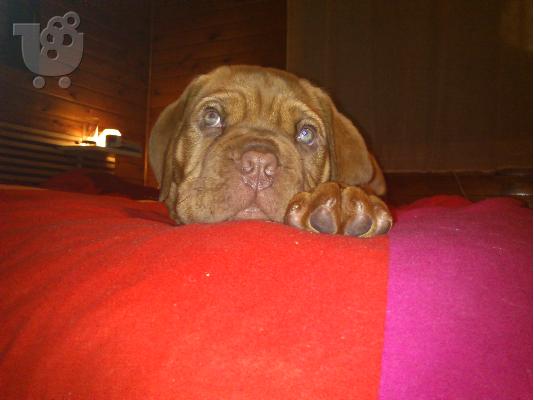 πωλειται θυλικο μαστιφ κουταβι- dogue de bordeaux