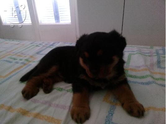 Rottweiler