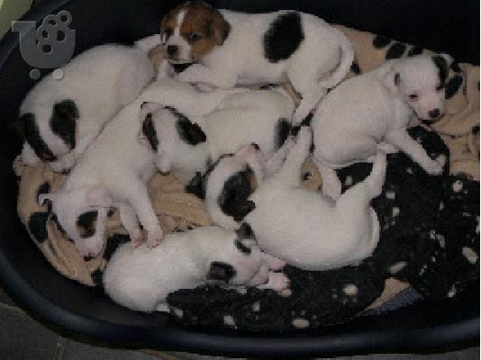 χαριτωμένα κουτάβια Jack Russel προς πώληση .