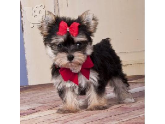 Υγιείς κουτάβια Yorkie