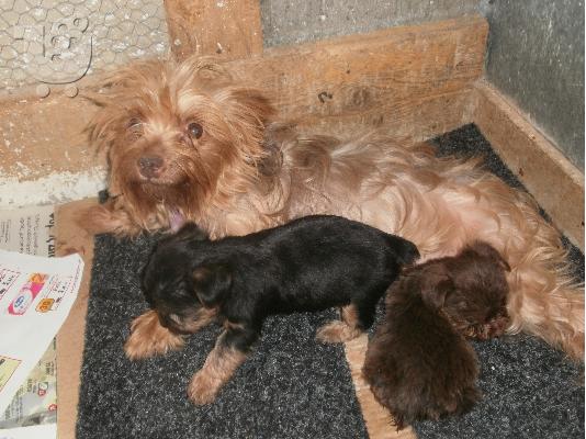 Πωλούνται αρσενίκα Yorkshire Terrier