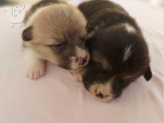 PoulaTo: Pembroke welsh corgi κουτάβια