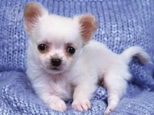 Χαριτωμένα κουτάβια Chihuahua