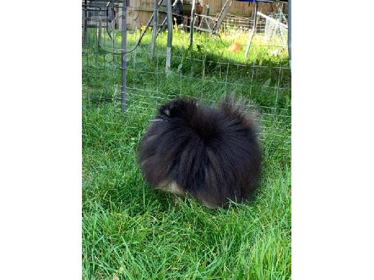 Pomerania puppy
