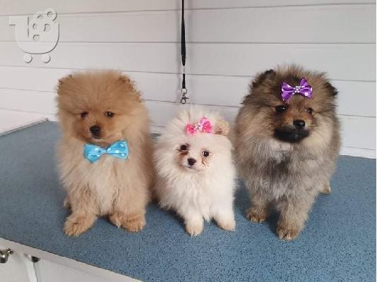 PoulaTo: Τσαγιού κουτάβια Pomeranian για υιοθεσία