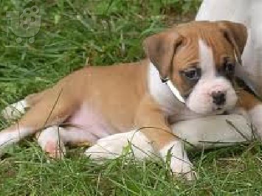 Boxer