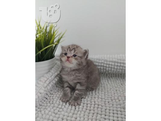 Βρετανικά γατάκια Longhair Tabby προς πώληση