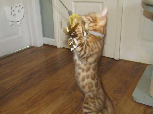 υπέροχα γατάκια BENGAl