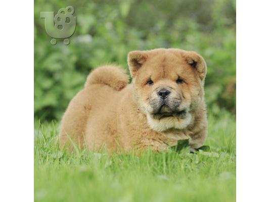 PoulaTo: Πανέμορφο Chow Chow Αρσενικά και Θηλυκά Κουτάβια