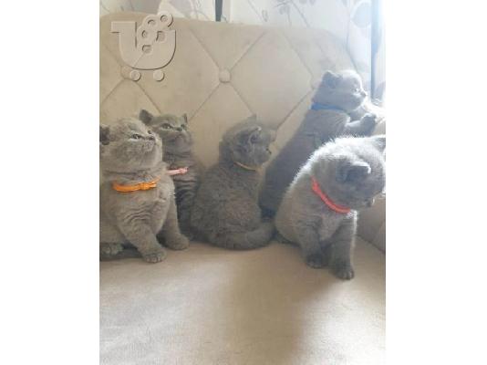 PoulaTo: 4 BRITISH SHORTHAIR KITTENS