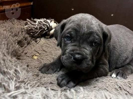 PoulaTo: Εκπληκτικά κουτάβια Cane Corso 7 διαθέσιμα