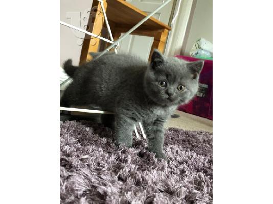 Καταχωρήθηκε το όμορφο shorthair Kitten Gccf