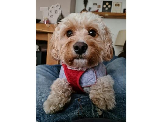 εκπληκτικά κουτάβια cavachon προς πώληση