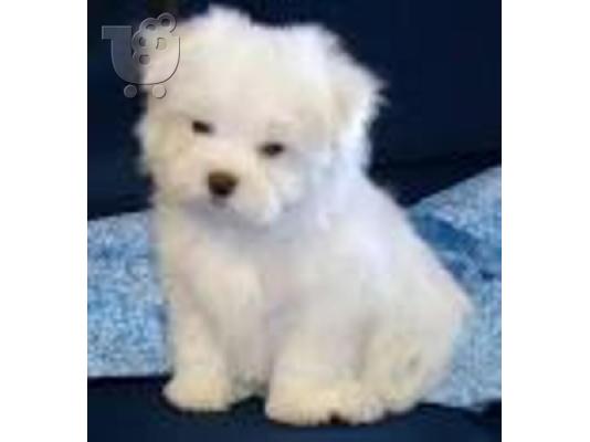 maltese