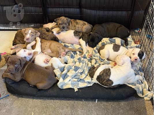 PoulaTo: Διαθέσιμα κουτάβια Boerboels