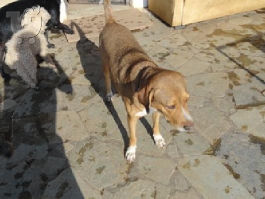 Μεγαλοσωμο ημιαιμο πιτ μπουλ χαριζεται