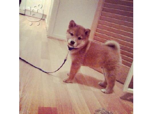 PoulaTo: Άντρας ιαπωνική Shiba Inu