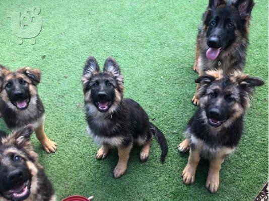 Το όμορφο γερμανικό κουτάβι σκυλί 12 εβδομάδων περπάτημα...