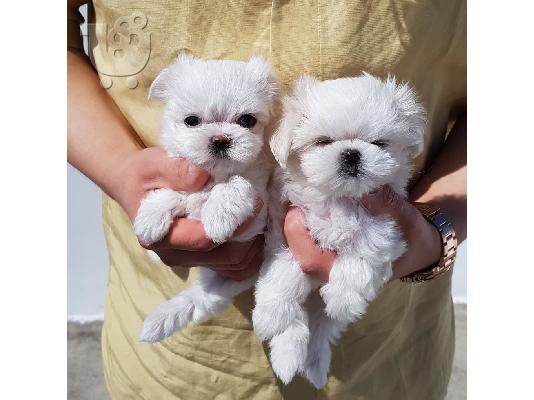 PoulaTo: Μαλτέζικο μίνι-maltese