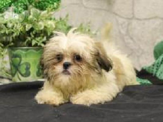 PoulaTo: Cavalier King Charles Puppies