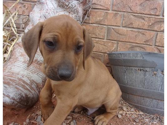PoulaTo: κουταβιών Rhodesian Ridgeback έτοιμα