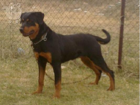 PoulaTo: ΠΩΛΕΙΤΑΙ ROTTWEILER