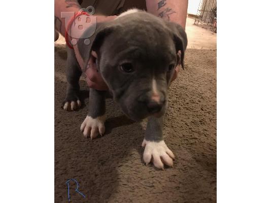 Pitbull ηλικίας 10 εβδομάδων