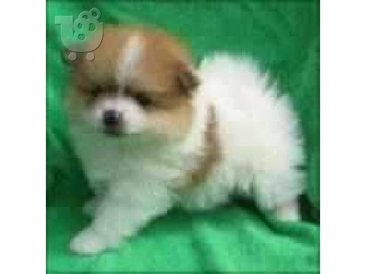 ......POMERANIAN -WEST HALANT-SPITS ΠΟΜΕΡΑΝΙΑΝ-ΓΟΥΕΣΤ ΧΑΛΑΝΤ-ΣΠΙΤΣ.........