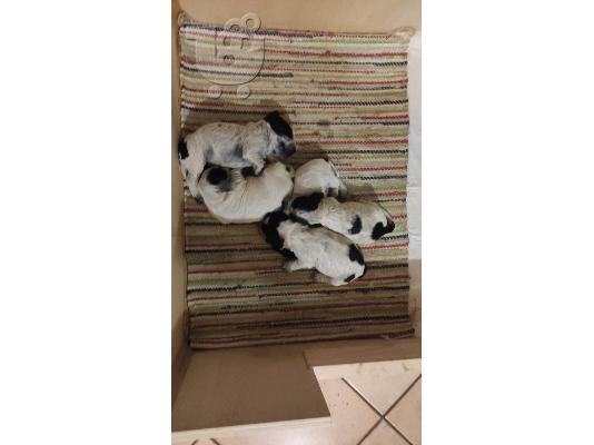 PoulaTo: Αγγλικό cocker spaniel