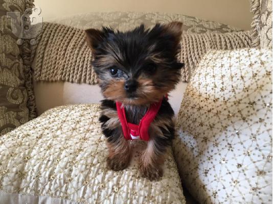 PoulaTo: Yorkshire terrier