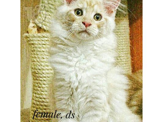 Γατάκια Maine Coon