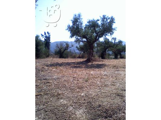 PoulaTo: Οικοπεδο 2000τμ. Ζακυνθο-Αγια Μαρηνα