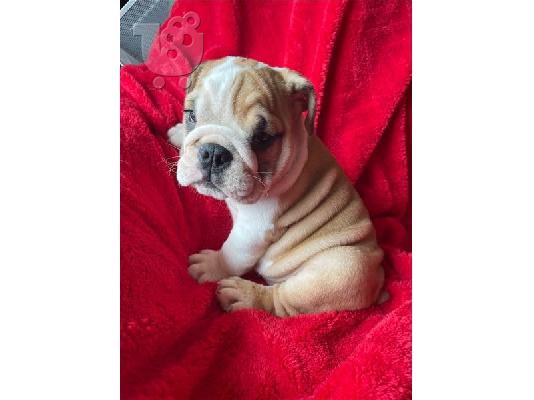 PoulaTo: KC Reg English Bulldog Κουτάβια
