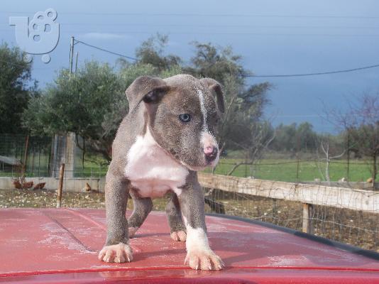 PoulaTo: american pit bull