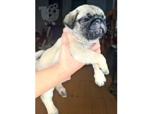 pugs puppies for rehoming