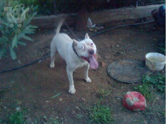 PitBull (APBT) Arsenikos pwlite Πίτμπουλ