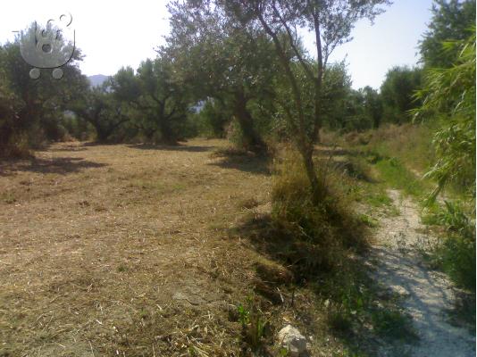 Oικοπεδο 2000τμ. Ζακυνθο