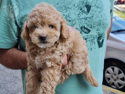PoulaTo: Poodle apricot mini - Κανίς βερυκοκί μίνι