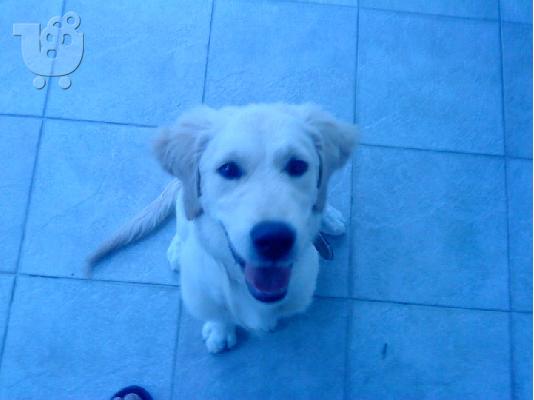 PoulaTo: Χαρίζετε Golden Retriver καθαρόαιμο 7 μηνών Χρυσός Θηραματοφόρος