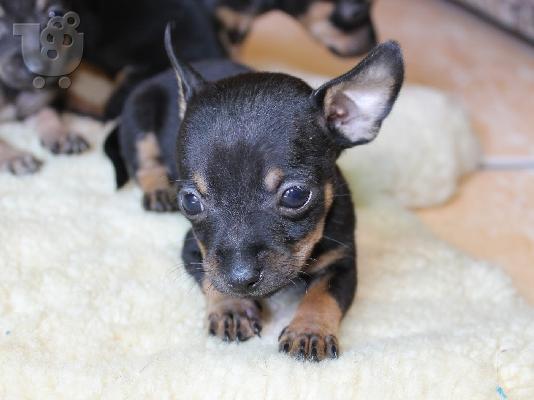 PoulaTo: Pinscher mini