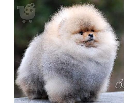 pomeranian toy
