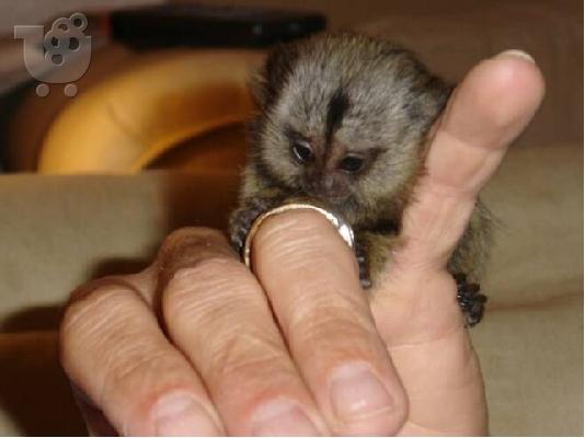 PoulaTo: Jovial Finger πιθήκους Marmoset
